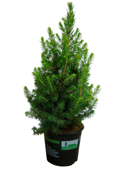 Sukkertop 'Picea Conica'